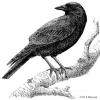 Corvus